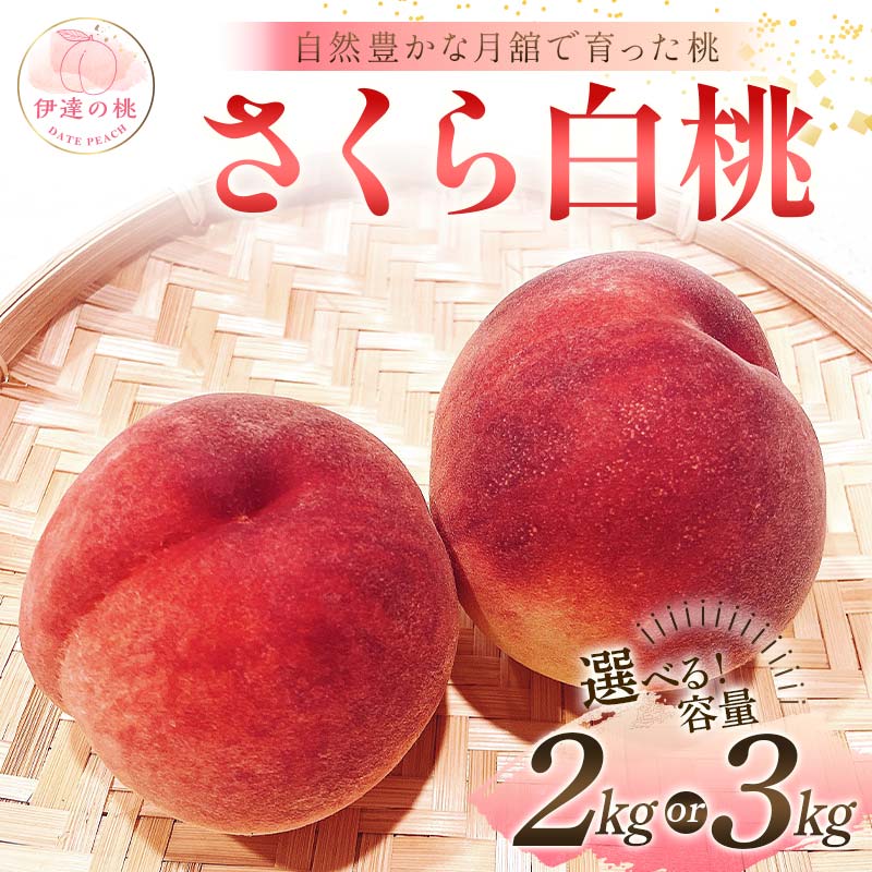 ＼選べる容量／【2026年出荷分先行予約】福島県産 さくら白桃 約2kg 約3kg 森果樹園 大玉 固め 伊達の桃 桃 フルーツ 果物 もも モモ momo F21C-062var