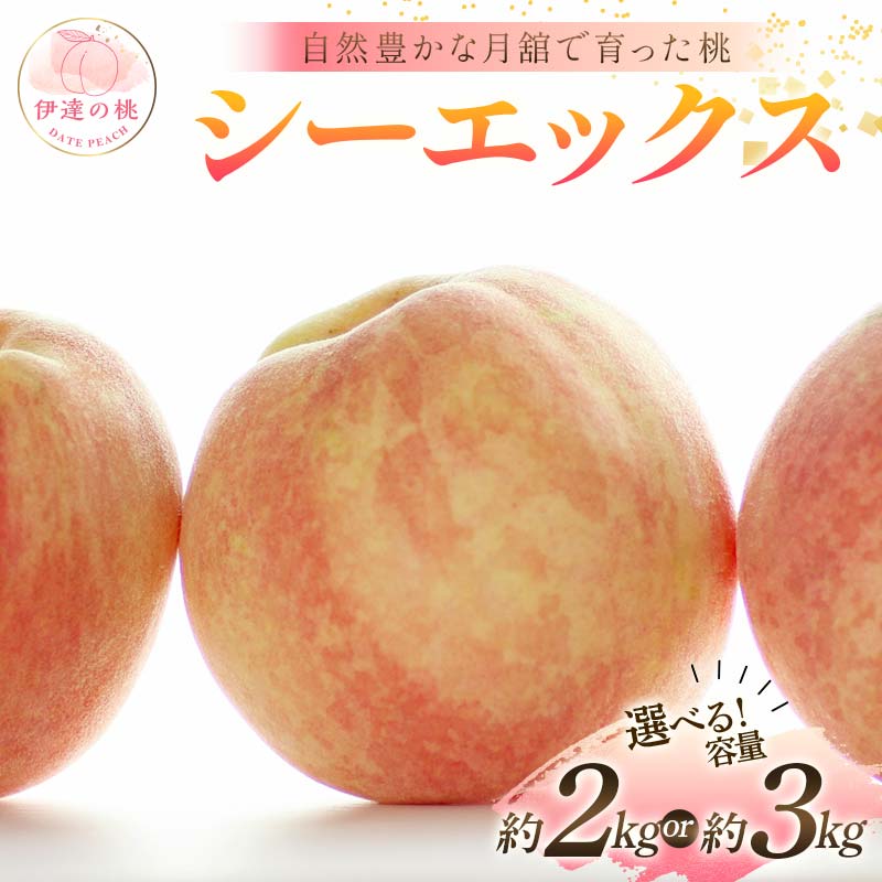 ＼選べる容量／【2026年出荷分先行予約】福島県産 シーエックス 約2kg 約3kg 森果樹園 自然豊かな月舘で育った桃 伊達の桃 桃 フルーツ 果物 もも モモ momo F21C-230var