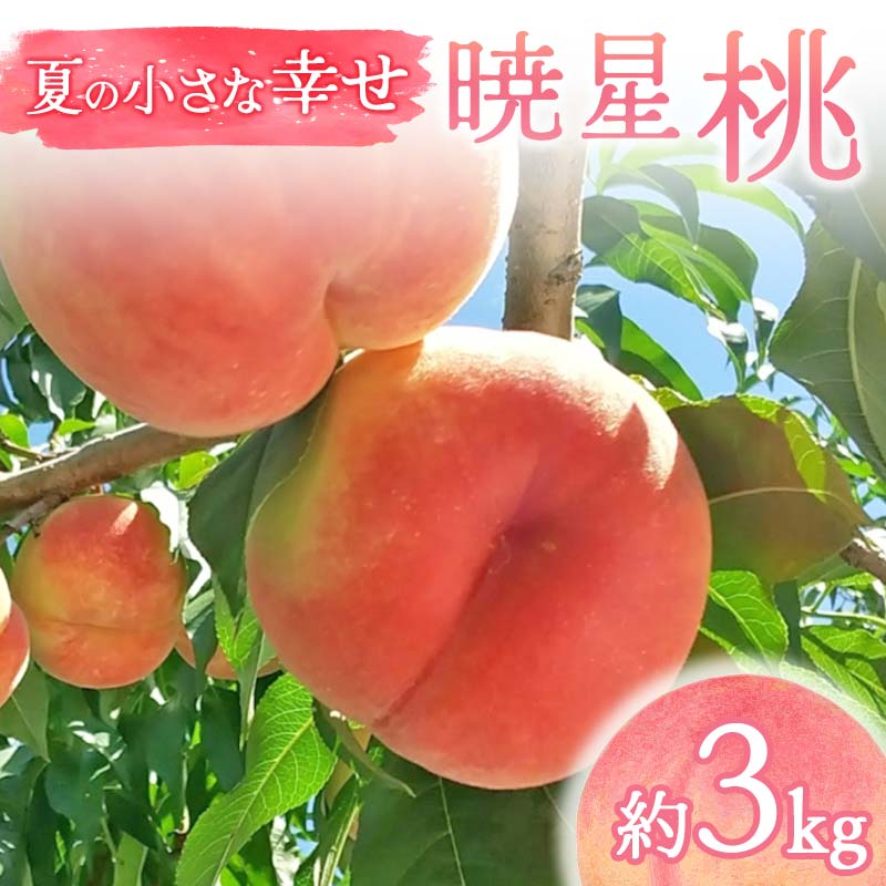 【2026年出荷分先行予約】福島県産 暁星 約3kg (9～12玉) 福島の桃農家ペシェエラ 夏の小さな幸せ 伊達の桃 桃 フルーツ 果物 もも モモ momo F21C-070