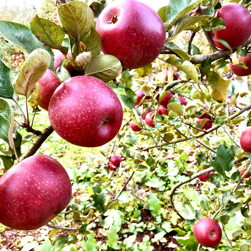 【ふるさと納税】【数量限定】りんご 贈答用 べにこはく1.5kg（4～8個） リンゴ 林檎 フルーツ 果物 F20C-627 サムネイル2