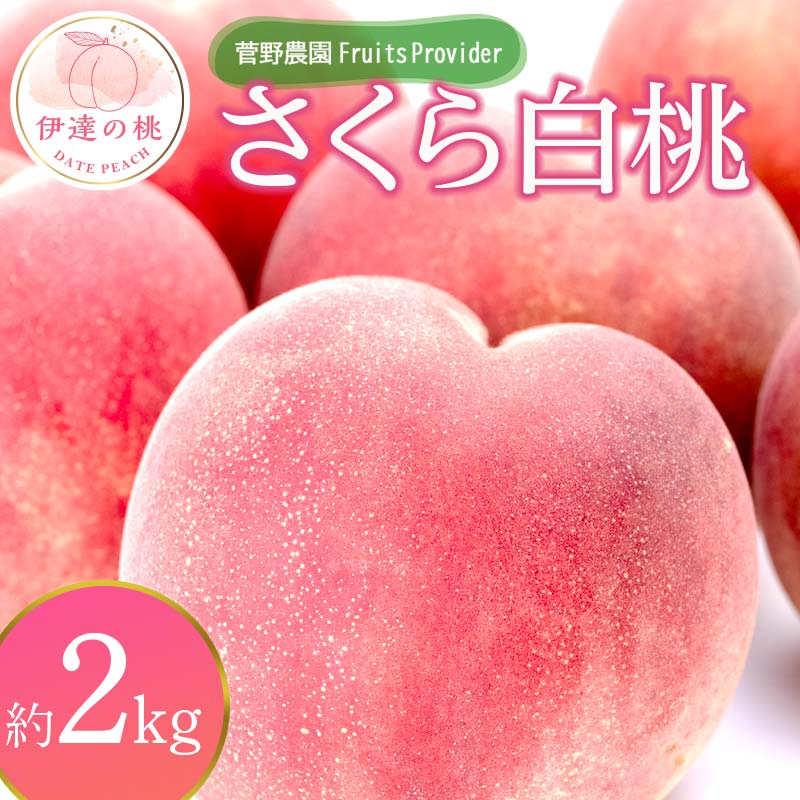 【2026年出荷分先行予約】福島県産 さくら白桃 約2kg (4～7玉) 菅野農園FruitsProvider 大玉 固め 白桃 伊達の桃 桃 フルーツ 果物 もも モモ momo F20C-639