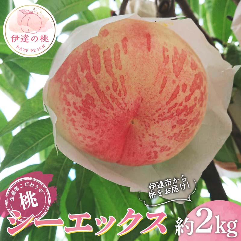 【2026年出荷分先行予約】福島県産 シーエックス 約2kg (5～6玉) 大橋ふぁーむ 大玉 固め 伊達の桃 桃 フルーツ 果物 もも モモ momo F20C-782
