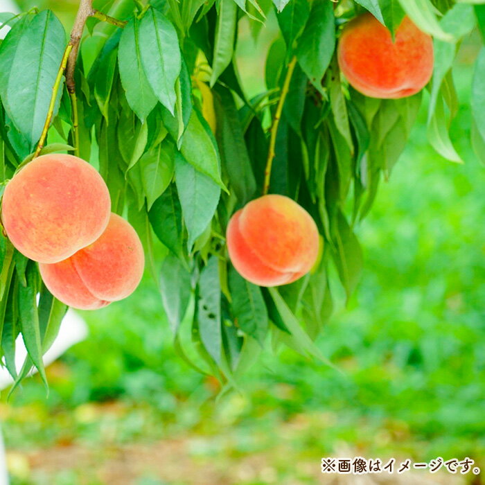 【ふるさと納税】No.181 もも【あかつき・2026年産先行受付】特秀3kg（9～11玉）桑折町振興公社 ／ モモ 桃 品質 甘さ 送料無料 福島県 特産品 サムネイル3