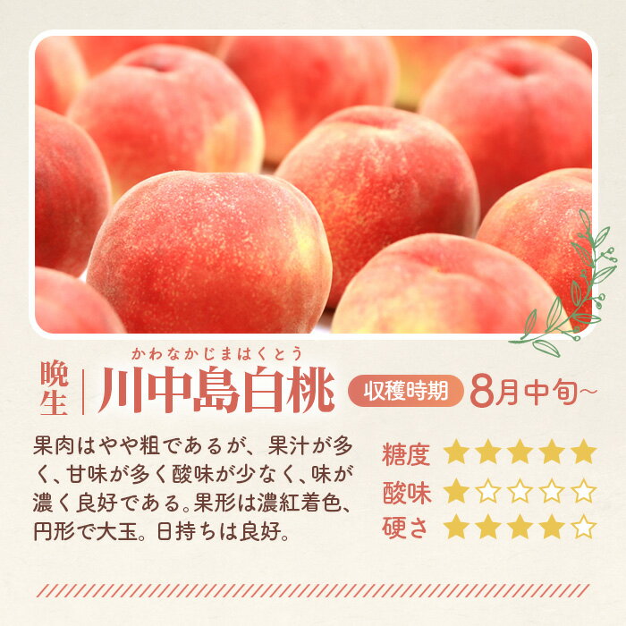 【ふるさと納税】もも【川中島白桃・2026年産先行受付】特秀1.2kg　桑折町産　JAふくしま未来　桃／ モモ 果物 フルーツ 送料無料 福島県 特産品 No.227 サムネイル2