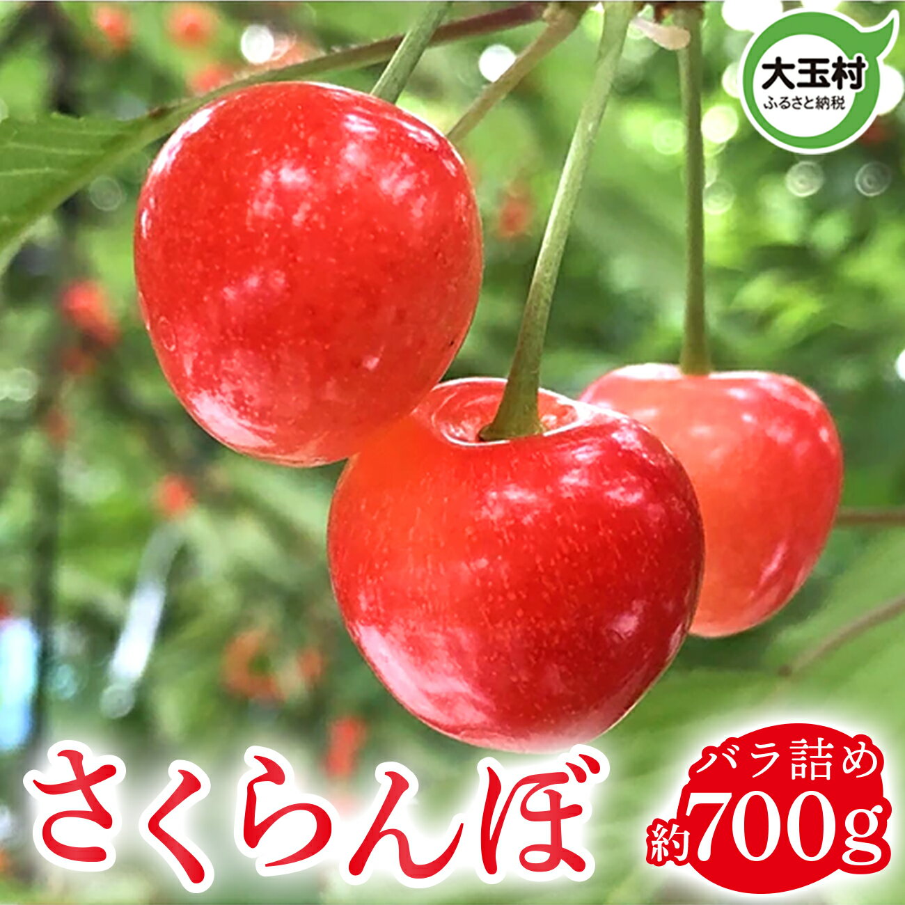 さくらんぼ 令和8年5月20日入金分まで 約700g ( 正光錦 / 佐藤錦 )｜2026年6月上旬以降発送予定｜サクランボ 旬 果物 フルーツ ギフト 国産 果実 くだもの福島県 大玉村 先行予約