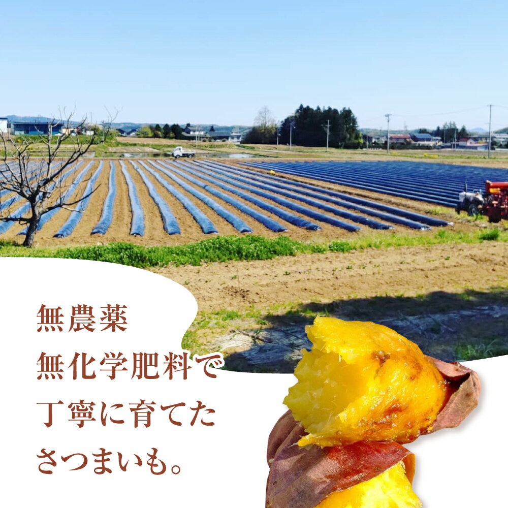 【ふるさと納税】先行予約 さつまいも 紅はるか 3kg / 5kg 無農薬 2S〜S サイズ混合 福島県 大玉村 国産 芋 サツマイモ さつま芋 スイートポテト 熟成 やきいも 焼き芋 ポテト スイーツ タルト おやつ 干し芋 野菜 常温保存 yn-sm-b-3kg-r8/yn-sm-b-5kg-r8 - 画像2