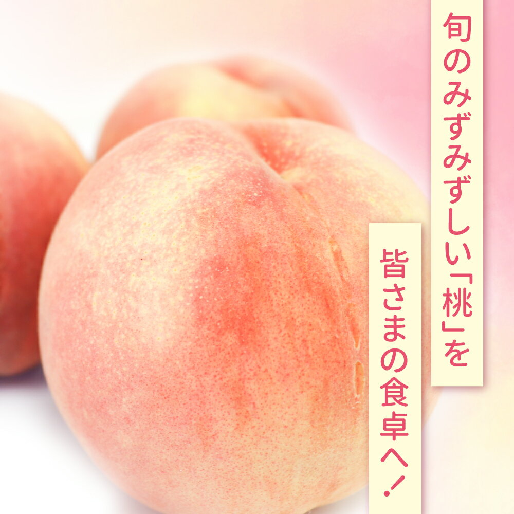 【ふるさと納税】 もも 2kg 令和8年 先行予約 桃 福島 約6玉 2026年 8月中旬-9月下旬発送 菊地果樹園 ｜ 大玉 村 福島県 大玉村 国産 白桃 川中島白桃 さくら ゆうぞら 旬 果物 フルーツ くだもの お取り寄せ 新鮮 産地直送 送料無料 ギフト 贈答 晩生種 ｜ kk-mm02-R8 サムネイル3