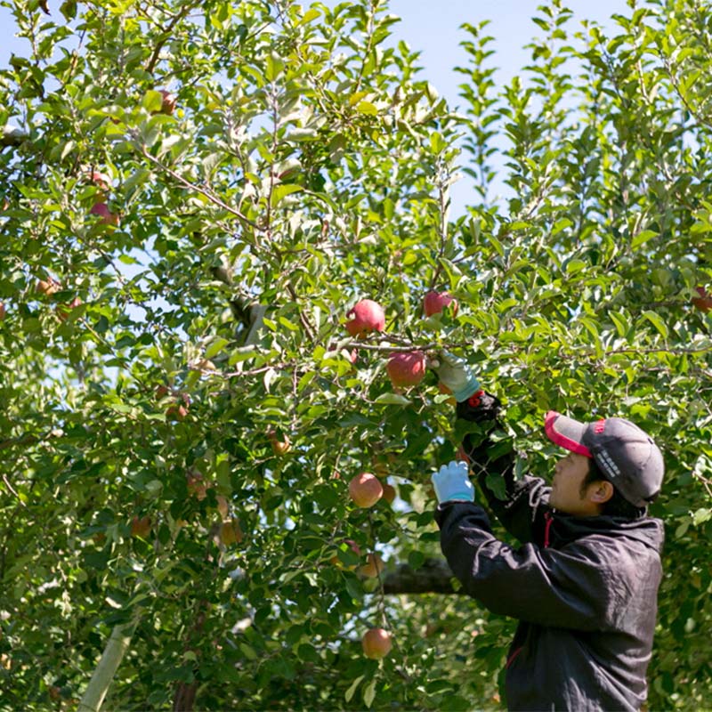 【ふるさと納税】＼選べる容量／＜先行予約＞福島県産 家庭用 りんご サンふじ リンゴ フルーツ 果物 F6Q-291var サムネイル3