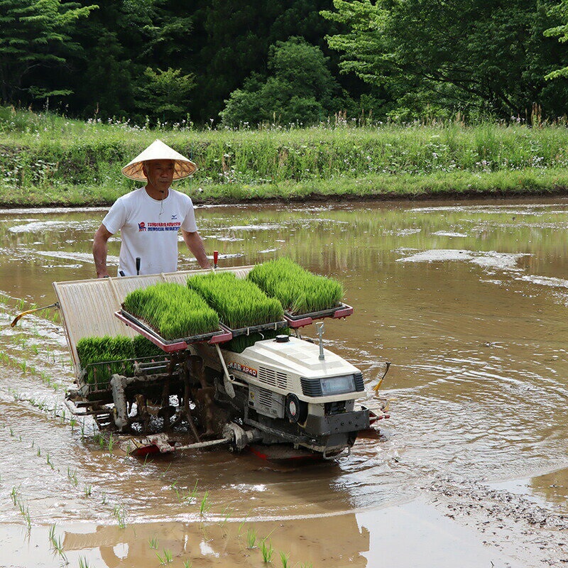 【ふるさと納税】＜2025年12月上旬以降発送＞無農薬の米 福島県のコシヒカリ 自然農法で育ったお米「こしひかり」精米／玄米 2kg～4kg 天栄村 自然農法 農薬・肥料未使用 F21T-144var - 画像3