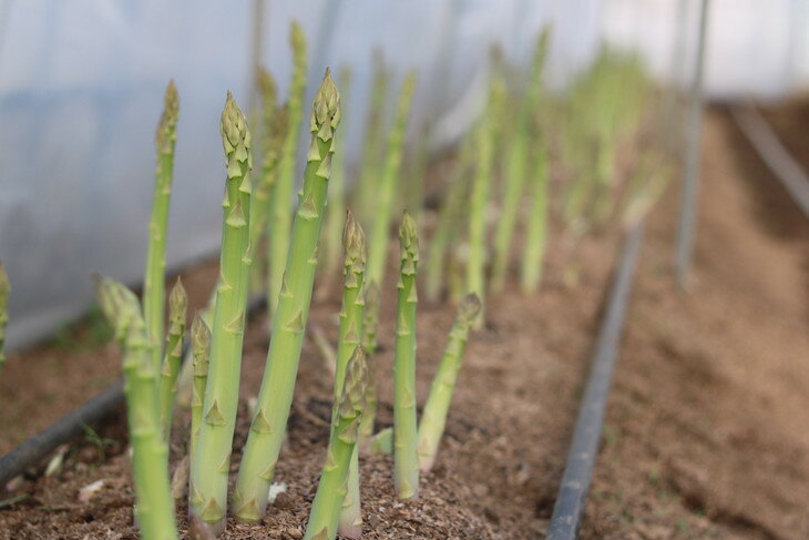 【ふるさと納税】26-A 鮮度抜群！佐瀬農園のグリーンアスパラガス ※2026年4月中旬～9月上旬頃に順次発送予定 - 画像3