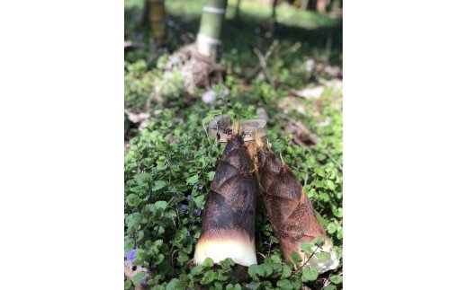 33-E 会津産 孟宗タケノコ 2.5kg（2～3本） 米ぬか付き（東北・関東・信越・東海・北陸・近畿のみ） ※2026年5月中旬頃より順次発送予定