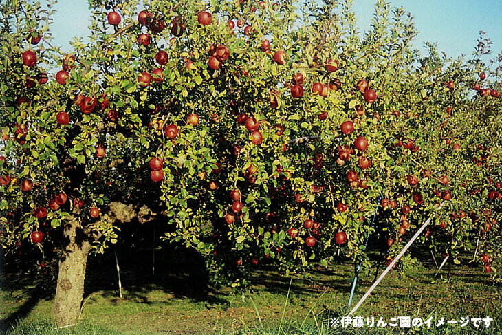【ふるさと納税】50-F 伊藤りんご園 サンふじ 5kg｜りんご リンゴ 林檎 果物 くだもの フルーツ 福島県 会津坂下町 ※2025年11月上旬頃より順次発送予定 サムネイル2