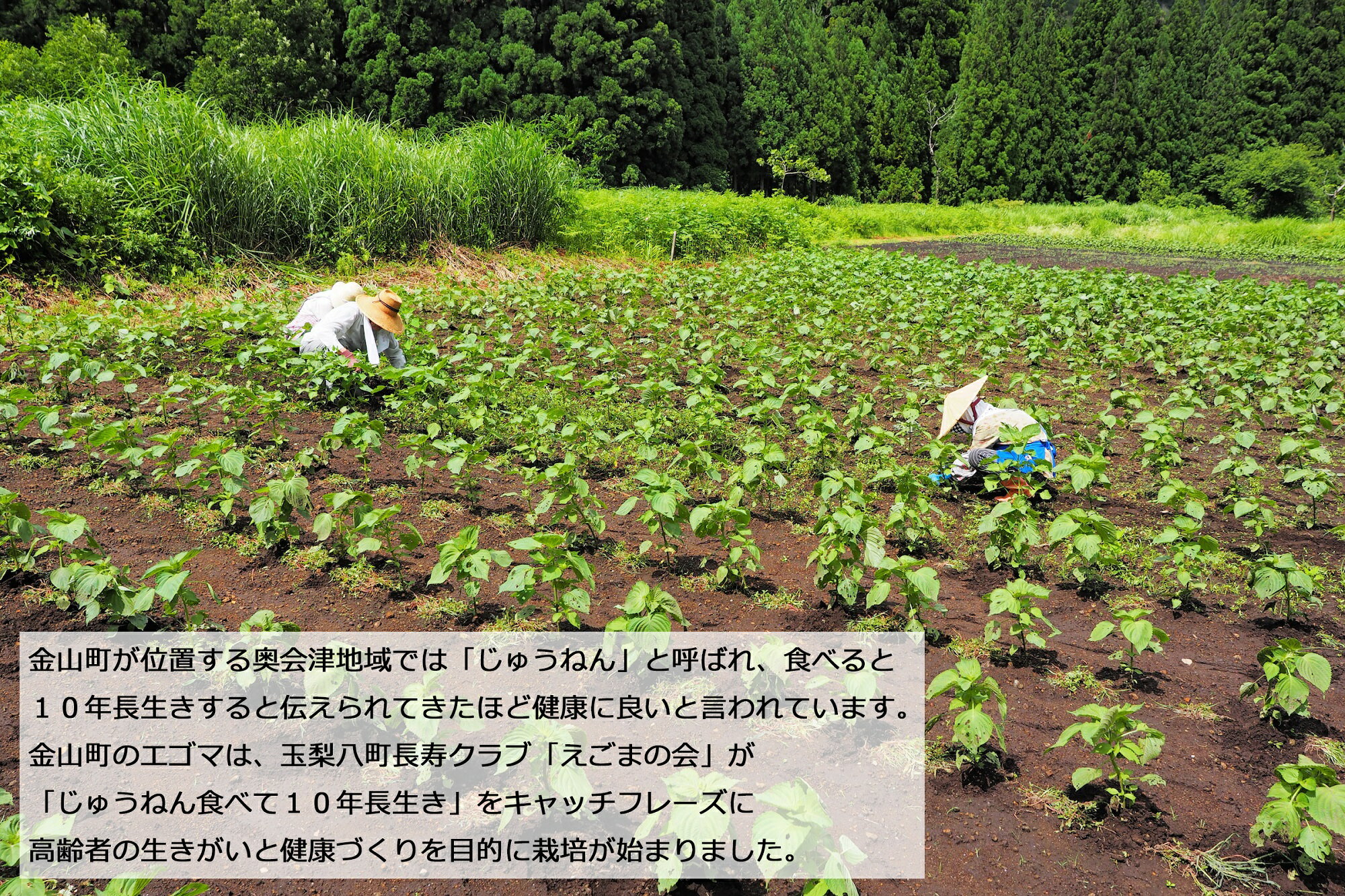 【ふるさと納税】奥会津金山町えごま油（100ml×3本）　福島県　金山町　純国産　無添加　無農薬　1番絞り　エゴマ　100ml サムネイル2