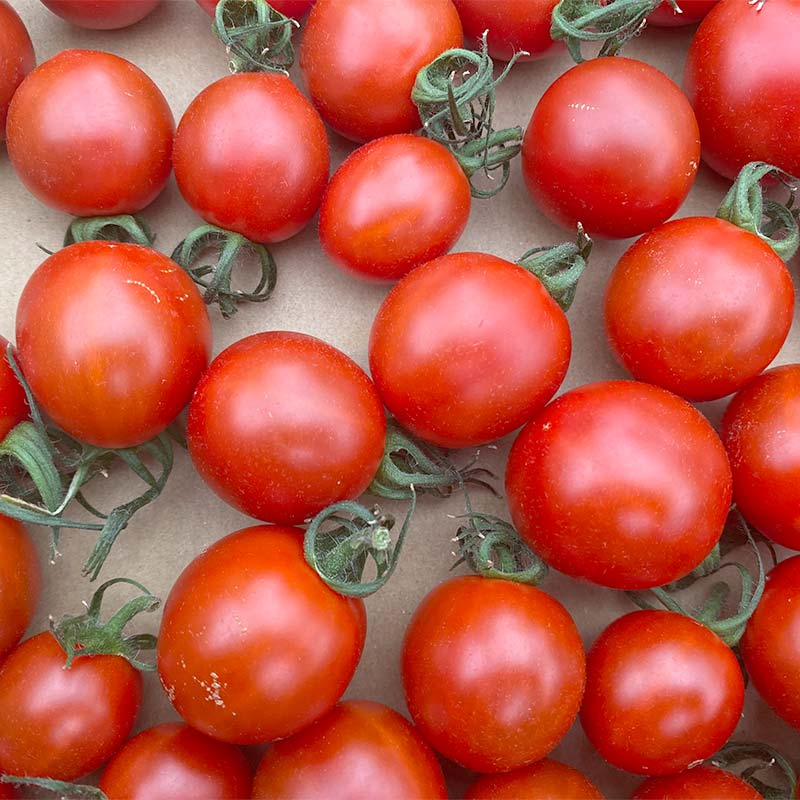 【ふるさと納税】 プチっと甘みがはじける！とにかく美味しい フルーツミニトマト 800g おやつやビールのおつまみにも！ F6U-143 - 画像3