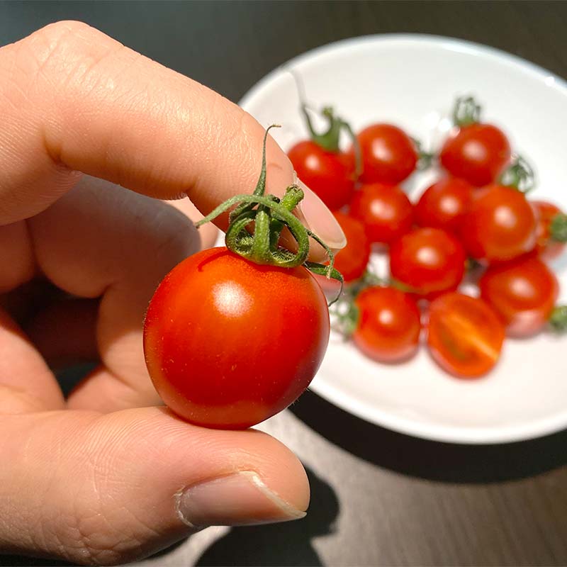 【ふるさと納税】 プチっと甘みがはじける！とにかく美味しい フルーツミニトマト 2kg（1kg×2） おやつやビールのおつまみにも！ F6U-169 - 画像2