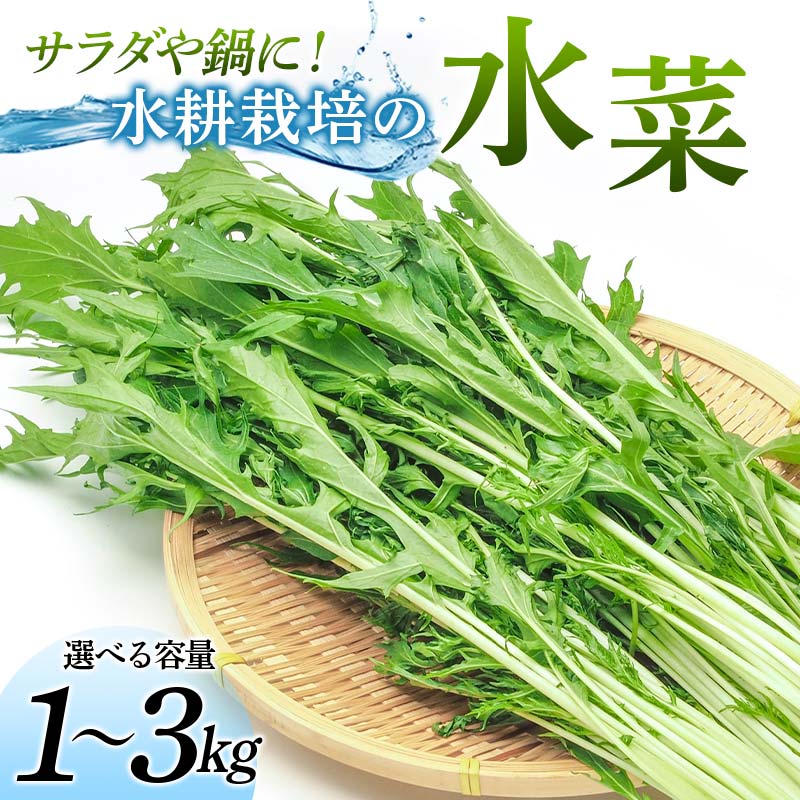 ＜選べる容量＞サラダや鍋に！水耕栽培の水菜 1kg～3kg F6U-280