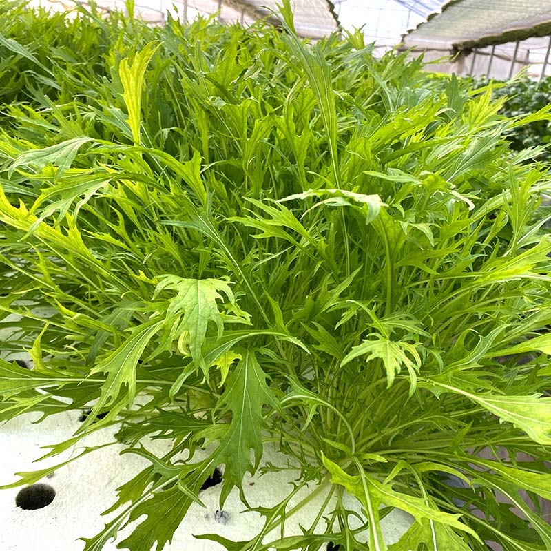 【ふるさと納税】 ＜選べる容量＞サラダや鍋に！水耕栽培の水菜 1kg～3kg F6U-280 - 画像2