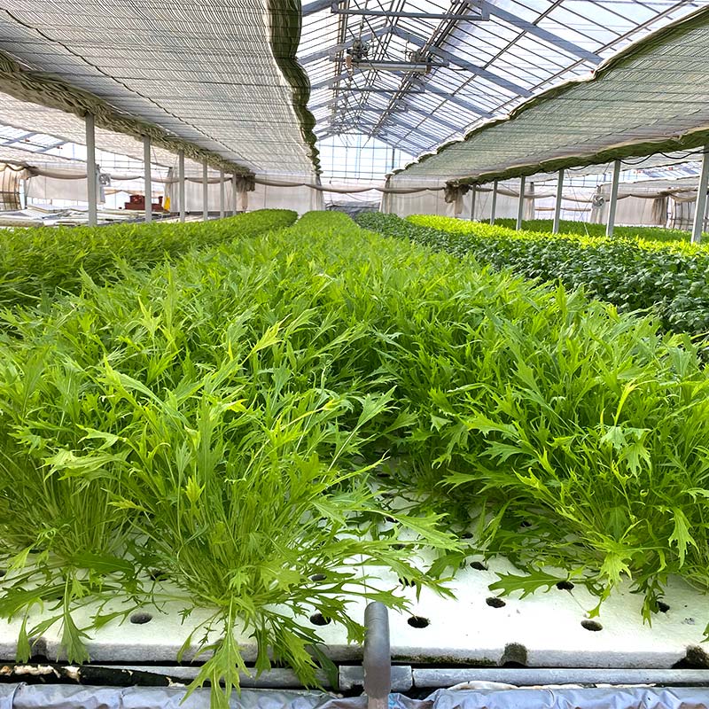 【ふるさと納税】 ＜選べる容量＞サラダや鍋に！水耕栽培の水菜 1kg～3kg F6U-280 - 画像3