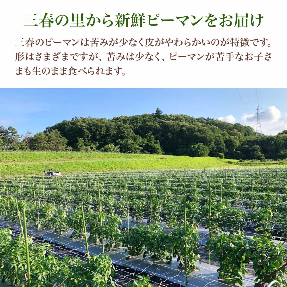 【ふるさと納税】【先行予約】不揃い種なしピーマン（SSサイズ）1kg【2026年7月発送】 野菜 ピーマン 福島県 三春町 グリーンファーム込木 【07521-0139】 - 画像3