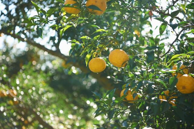 【ふるさと納税】【数量限定】楢葉町産 ゆず香るアロマスプレー ボトル【NARA-ROMA】【アロマ スプレー ギフト ゆず 香り ルームフレグランス ホームフレグランス ナチュラル オイル リラックス ルームスプレー インテリア用品 ギフト セット 福島 母の日 父の日】 サムネイル2