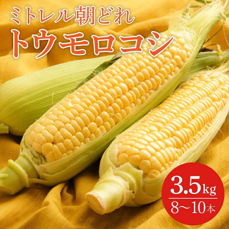 【6月より順次発送】【本田農園】ミトレル朝どれトウモロコシ【とうもろこし コーン 野菜 新鮮 期間限定 朝採れ 糖度 お取り寄せ 旬 旬野菜 水戸市 茨城県】（JN-1）