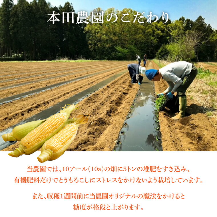 【ふるさと納税】【6月より順次発送】【本田農園】ミトレル朝どれトウモロコシ【とうもろこし コーン 野菜 新鮮 期間限定 朝採れ 糖度 お取り寄せ 旬 旬野菜 水戸市 茨城県】（JN-1） - 画像3