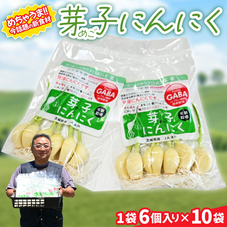話題の新食材！芽子にんにく 1箱（1袋6個入り×10） 芽も根もまるごと食べられる！【ニンニク ガーリック GABA ギャバ レーアミノ酪酸 臭わない スタミナ 話題 免疫 健康 元気 茨城県産 水戸市】（KJ-3）