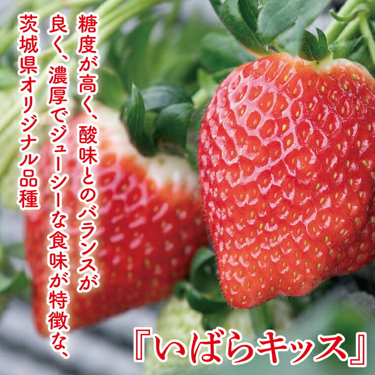 【ふるさと納税】【12月中旬より順次発送】【数量限定】茨城県オリジナル品種『いばらキッス』と希少なプレミアム白イチゴ『淡雪』紅白化粧箱一箱（12粒～18粒）【いちご 苺 フルーツ 果物 くだもの 水戸市 茨城県】（DO-2） サムネイル2