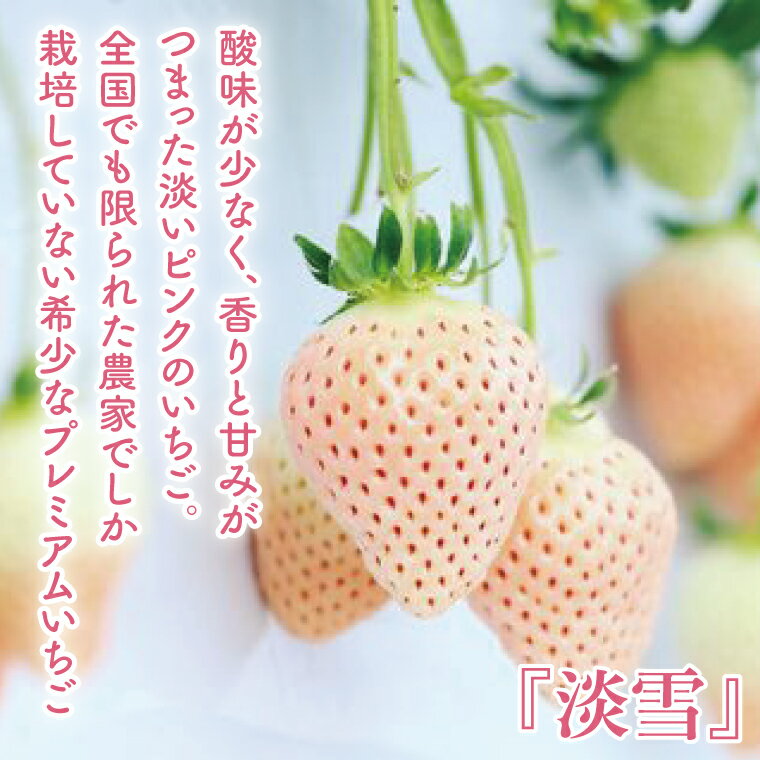 【ふるさと納税】【12月中旬より順次発送】【数量限定】茨城県オリジナル品種『いばらキッス』と希少なプレミアム白イチゴ『淡雪』紅白化粧箱一箱（12粒～18粒）【いちご 苺 フルーツ 果物 くだもの 水戸市 茨城県】（DO-2） サムネイル3
