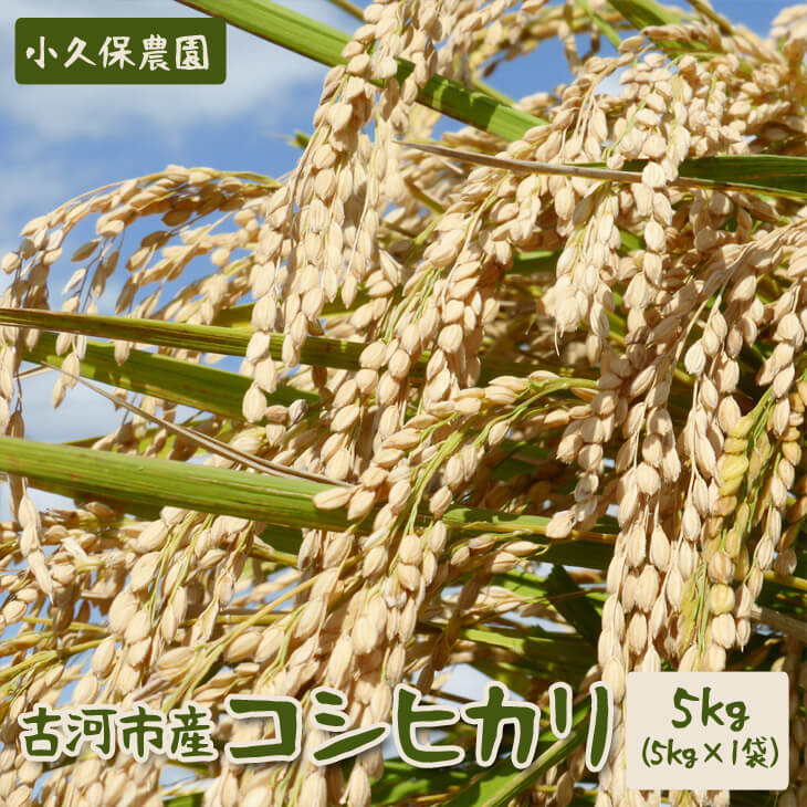 【令和7年産】古河市産 コシヒカリ5kg【小久保農園】| こめ 米 コメ 白米 精米 ご飯 単一米 国産 ギフト 贈答 贈り物 お祝 ご褒美 プレゼント _AS01