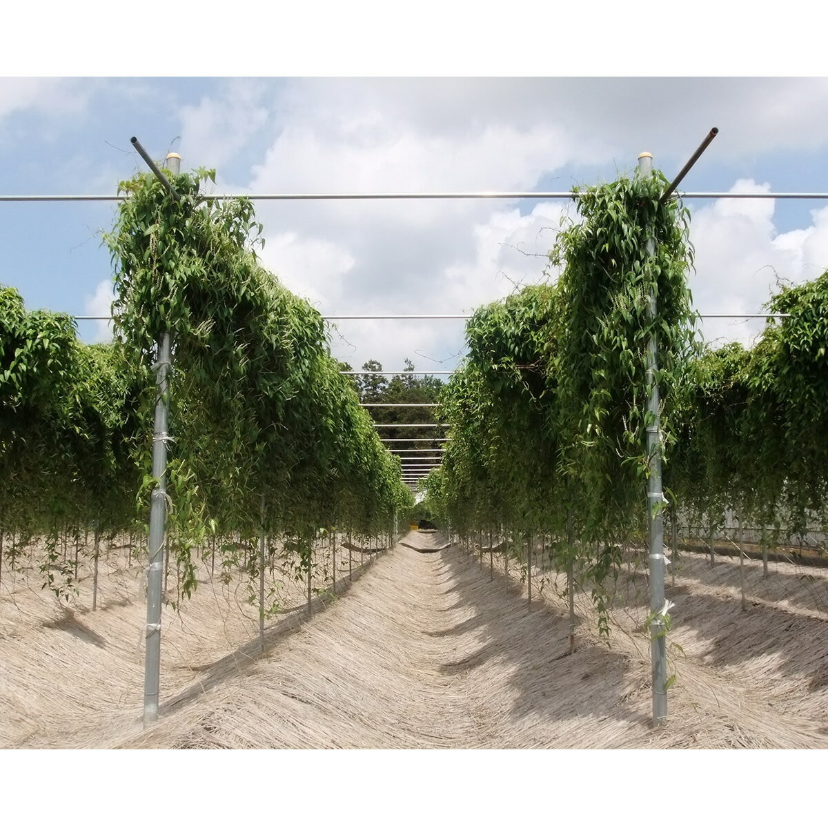 【ふるさと納税】自然薯（2本 約1.2kg） | 1.2キロ ご飯のお供 野菜 とろろ 栽培 健康 栄養 山芋 山の芋 国産 産地直送 農家直送 贈答 贈り物 プレゼント 茨城県 古河市 荒井農産 直送 農家直送 産地直送 送料無料 _AC01 サムネイル2