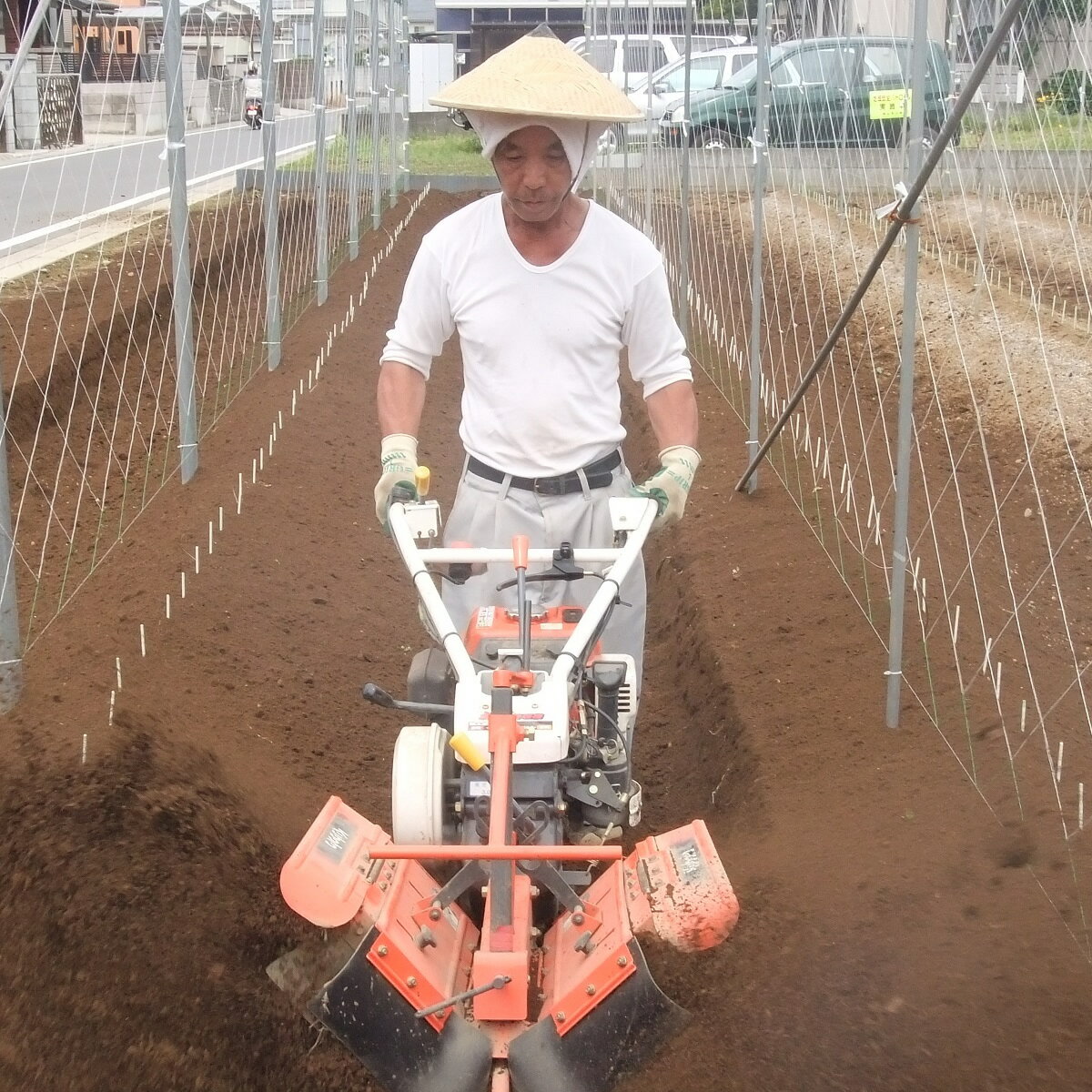 【ふるさと納税】自然薯（2本 約1.2kg） | 1.2キロ ご飯のお供 野菜 とろろ 栽培 健康 栄養 山芋 山の芋 国産 産地直送 農家直送 贈答 贈り物 プレゼント 茨城県 古河市 荒井農産 直送 農家直送 産地直送 送料無料 _AC01 サムネイル3