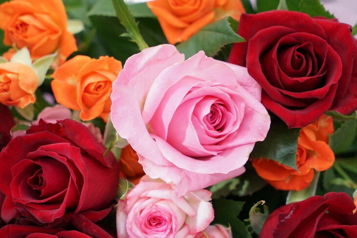 【ふるさと納税】生産農家直送！大輪のバラ花束　20本セット ※沖縄・離島への配送不可 | 薔薇 ばら バラ 花束 綺麗 おしゃれ 記念日 ギフト 贈答 贈り物 プレゼント ご褒美 記念品 お祝 茨城県 古河市 直送 農家直送 新鮮 摘みたて 採れたて 送料無料 苅部バラ園 _AL01 - 画像2