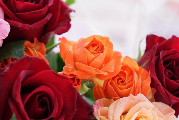 【ふるさと納税】生産農家直送！大輪のバラ花束　20本セット ※沖縄・離島への配送不可 | 薔薇 ばら バラ 花束 綺麗 おしゃれ 記念日 ギフト 贈答 贈り物 プレゼント ご褒美 記念品 お祝 茨城県 古河市 直送 農家直送 新鮮 摘みたて 採れたて 送料無料 苅部バラ園 _AL01 - 画像3