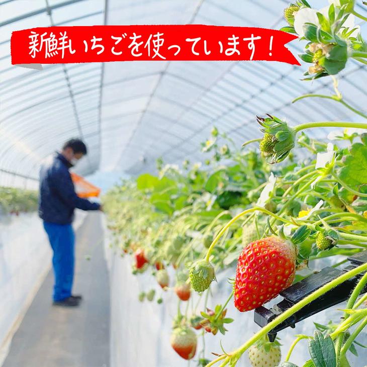 【ふるさと納税】摘みたて！便利な小分け！冷凍いちご1kg(500g×2)｜いちご 苺 イチゴ 1キロ 冷凍 フルーツ 小分け おいしい ジャム スムージー かき氷 いばらキッス 紅ほっぺ よつぼし 恋みのり 贈答 贈り物 プレゼント 茨城県 古河市 直送 農家直送 産地直送 送料無料_BI08 サムネイル2