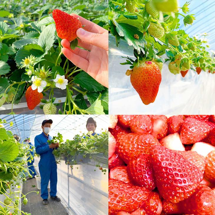 【ふるさと納税】摘みたて！便利な小分け！冷凍いちご1kg(500g×2)｜いちご 苺 イチゴ 1キロ 冷凍 フルーツ 小分け おいしい ジャム スムージー かき氷 いばらキッス 紅ほっぺ よつぼし 恋みのり 贈答 贈り物 プレゼント 茨城県 古河市 直送 農家直送 産地直送 送料無料_BI08 サムネイル3