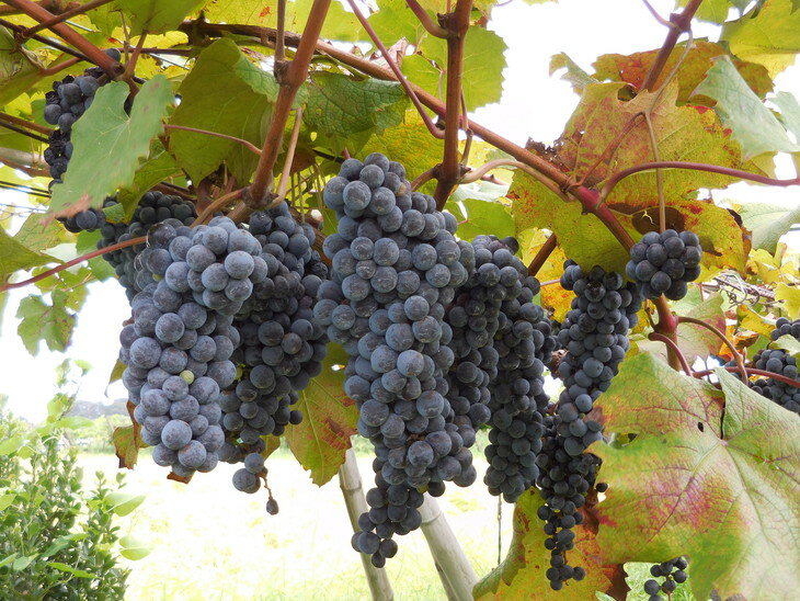 【ふるさと納税】八千代夢ワインシリーズ　つくば甲州（白ワイン）1本【茨城県共通返礼品・八千代町】※沖縄県への配送不可｜お酒 洋酒 瓶 750ml ワイン 白ワイン ギフト 贈答 贈り物 プレゼント ご褒美 記念日 記念品 お祝 取り寄せ おしゃれ グルメ_CY04 サムネイル2