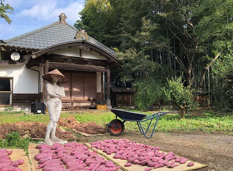 【ふるさと納税】【2025年12月より順次発送】【サイズミックス】茨城県産紅はるか仁連宿さつまいも5kg ｜ さつまいも 薩摩芋 いも 芋 野菜 健康 ヘルシー おやつ スイーツ 食物繊維 生芋 生いも 国産 ギフト 贈答 贈り物 プレゼント 農家直送 産地直送 茨城県 古河市 _FP01 - 画像3