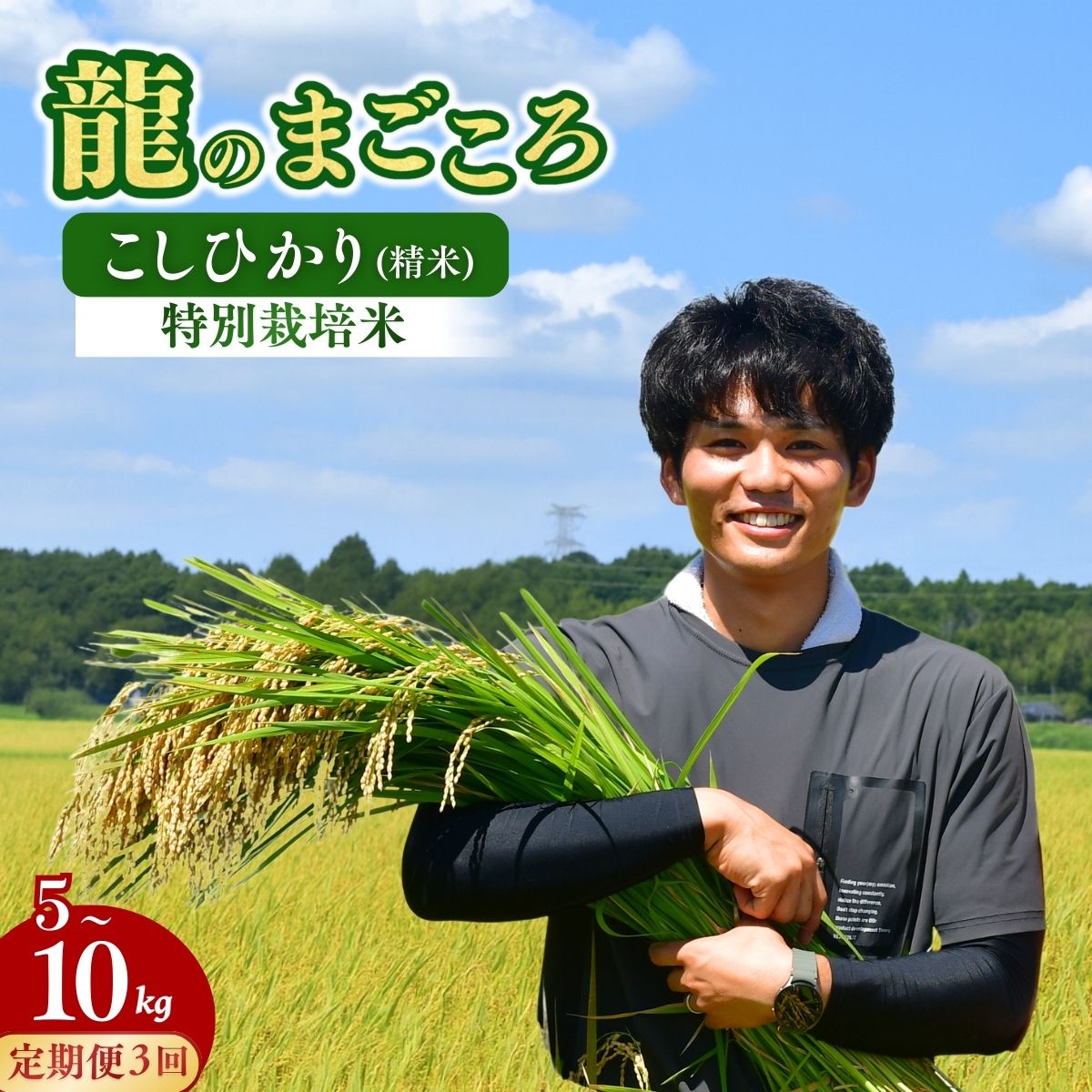＜3ヵ月定期便＞【令和7年産】龍ケ崎のこだわり 特別栽培米 コシヒカリ 選べる5～10kg(5kg×2袋) | こしひかり お米 米 こめ 白米 精米 冷めてもおいしい 美味しい こだわり おにぎり 茨城県 龍ケ崎市産