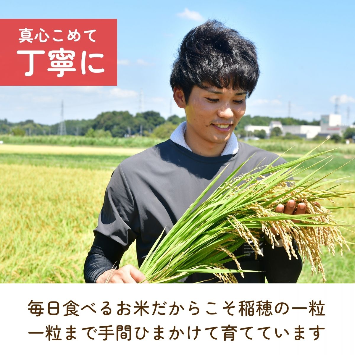 【ふるさと納税】＜3ヵ月定期便＞【令和7年産】龍ケ崎のこだわり 特別栽培米 コシヒカリ 選べる5～10kg(5kg×2袋) | こしひかり お米 米 こめ 白米 精米 冷めてもおいしい 美味しい こだわり おにぎり 茨城県 龍ケ崎市産 - 画像3