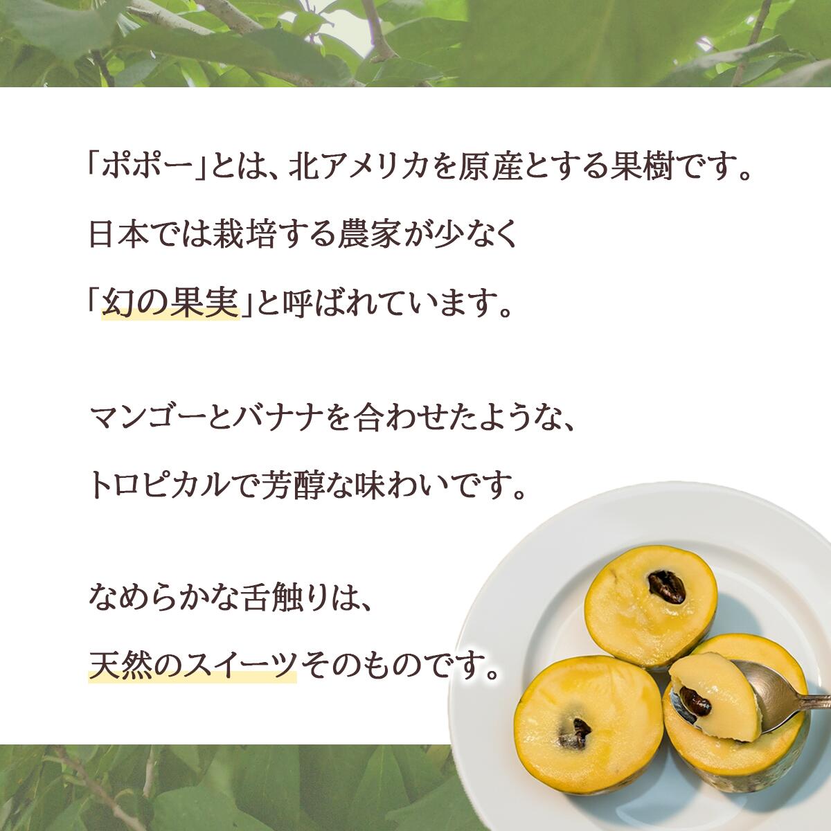 【ふるさと納税】ポポー 約1kg 4～5個 果物 フルーツ 果実 幻の果物 幻のフルーツ スイーツ 甘い 森のカスタードクリーム クリーミー 【先行予約】 幻のフルーツ ポポー 約1kg 4~5個【 2026年8月下旬 ～ 9月中旬発送予定 】 サムネイル2