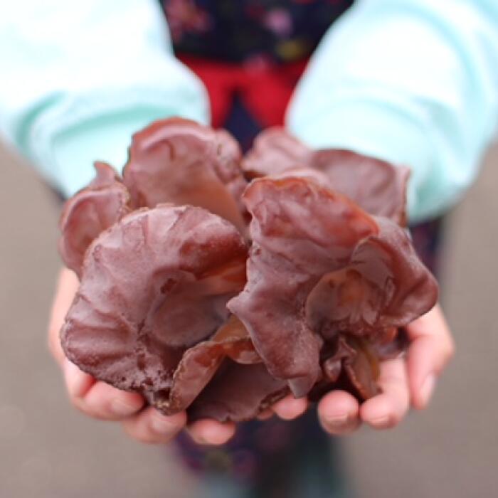 【ふるさと納税】きくらげ　1パック50g×36パック（茨城県共通返礼品・鹿嶋市産） きくらげ 日本トップクラス ハラキン 手作業 鹿嶋市産 茨城県 高萩市 - 画像2