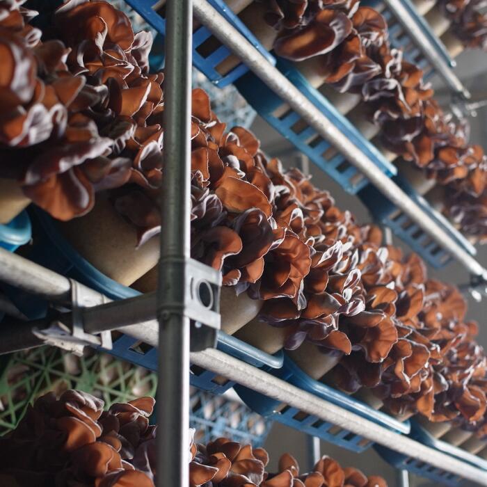 【ふるさと納税】きくらげ　1パック50g×36パック（茨城県共通返礼品・鹿嶋市産） きくらげ 日本トップクラス ハラキン 手作業 鹿嶋市産 茨城県 高萩市 - 画像3