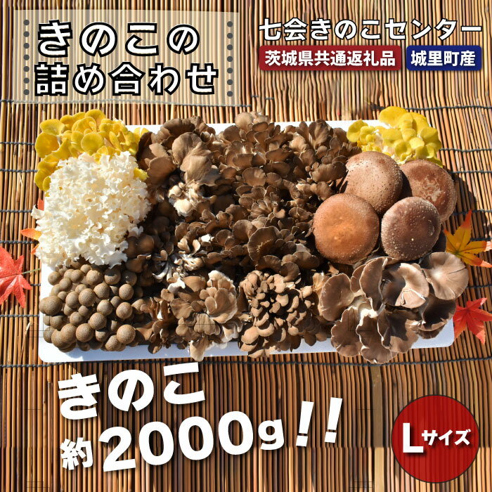 きのこの詰め合わせ 　Lサイズ（茨城県共通返礼品・城里町産） きのこ セット 詰め合わせ はなびら茸 幻のキノコ 七会きのこ生産組合 茨城県 高萩市