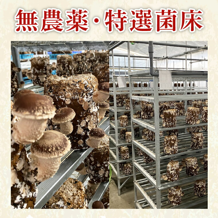 【ふるさと納税】特選菌床生しいたけ1kg【椎茸 シイタケ 肉厚 無農薬】(CE202) - 画像3