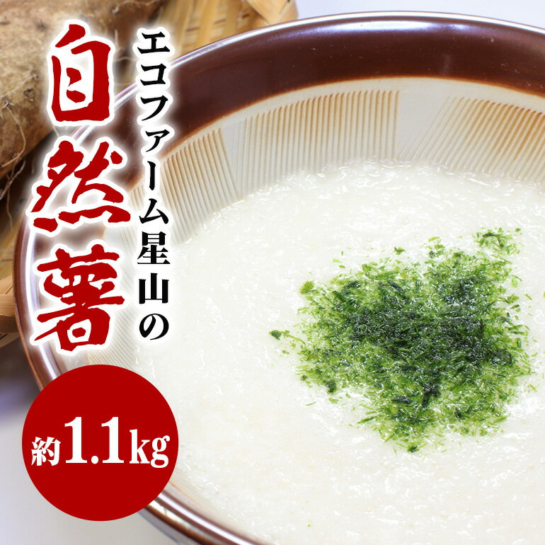 自然薯 約1.1kg エコファーム星山