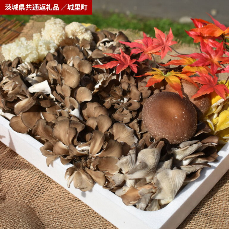 きのこ 詰め合わせ Mサイズ（茨城県共通返礼品・城里町産）