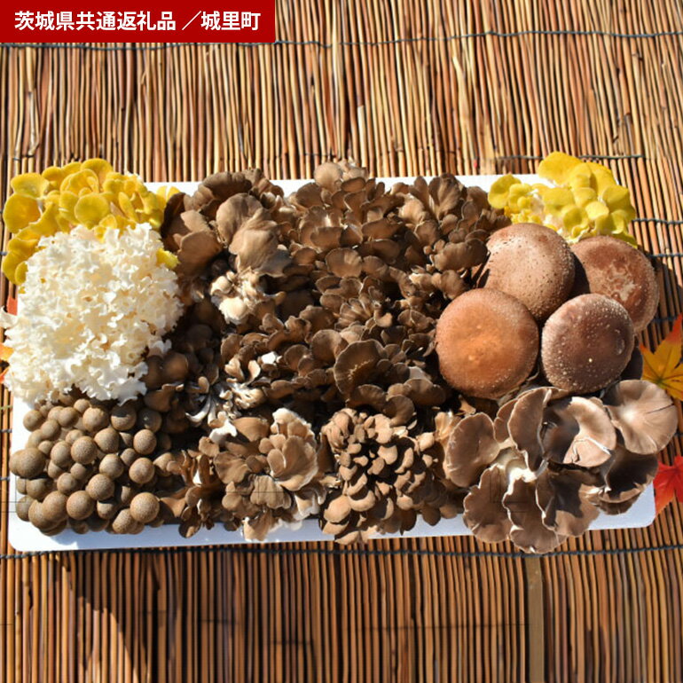 きのこ 詰め合わせ Lサイズ（茨城県共通返礼品・城里町産）