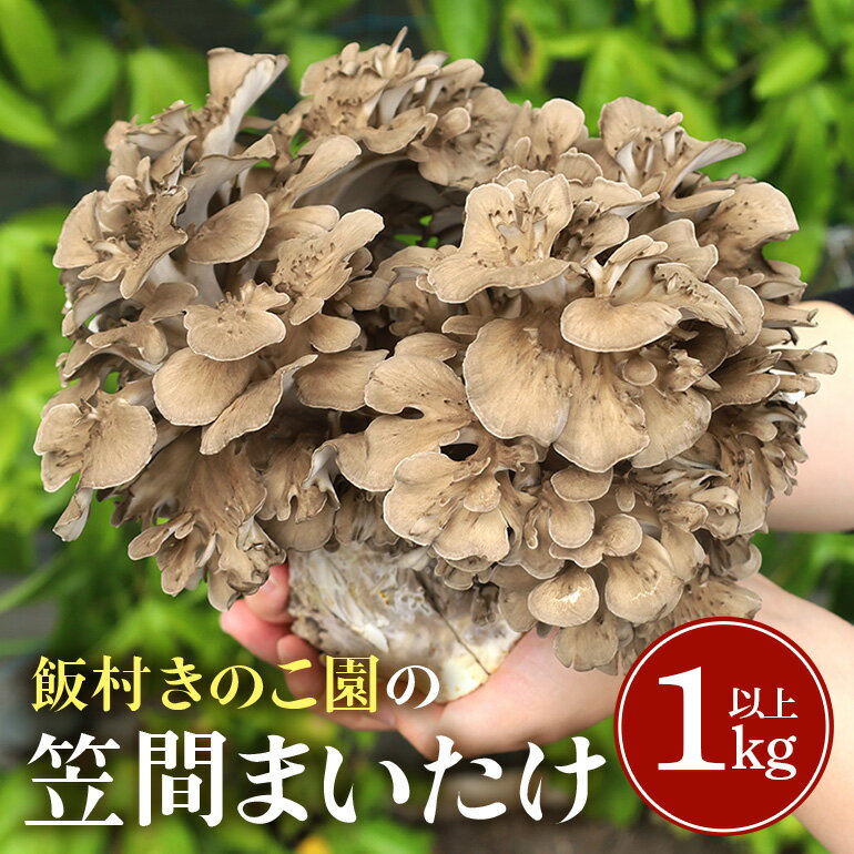 まいたけ 約1kg以上 飯村きのこ園の笠間まいたけ