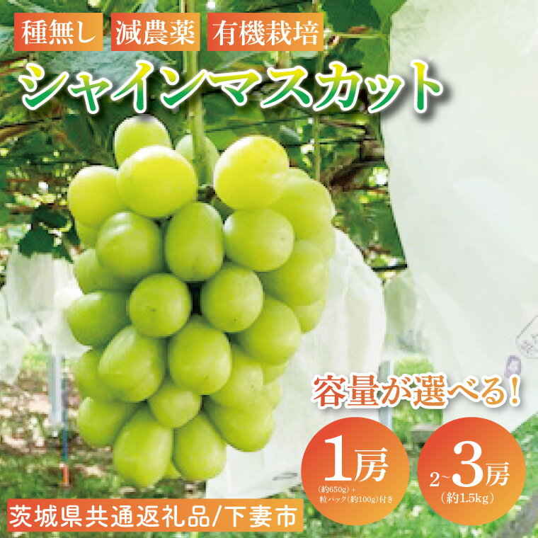 【選べる内容量】【先行予約】【2026年8月下旬順次発送開始】シャインマスカット【茨城県共通返礼品：下妻市】│ フルーツ 果物 ぶどう 種なし 大粒 数量限定 茨城県（BJ001）